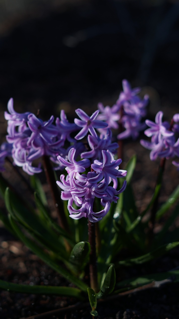 Blue Flower