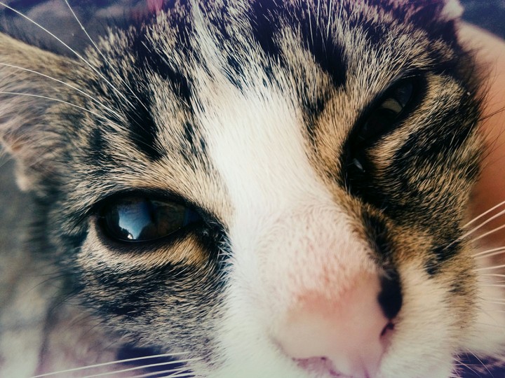 My cute cat
