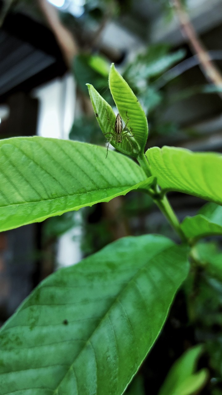 spider