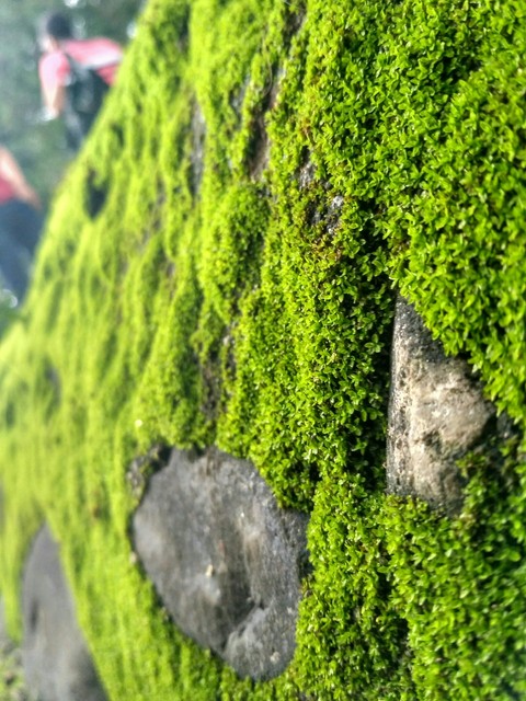 natural details