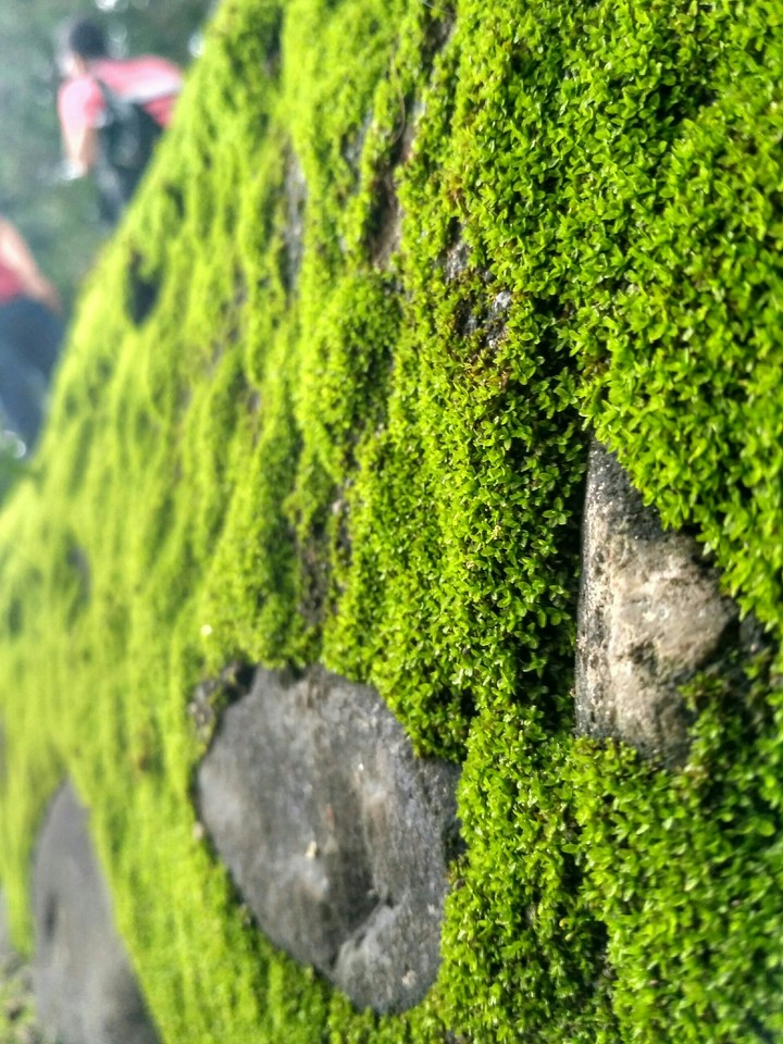 natural details