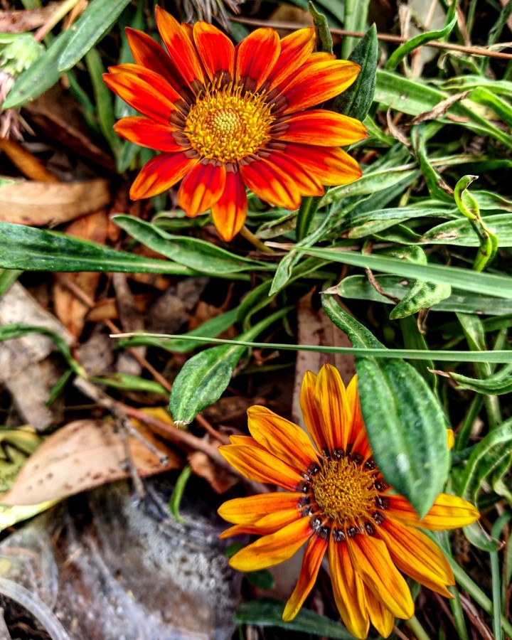 flowers