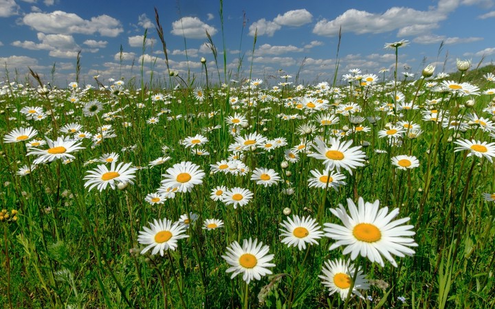 Nature's