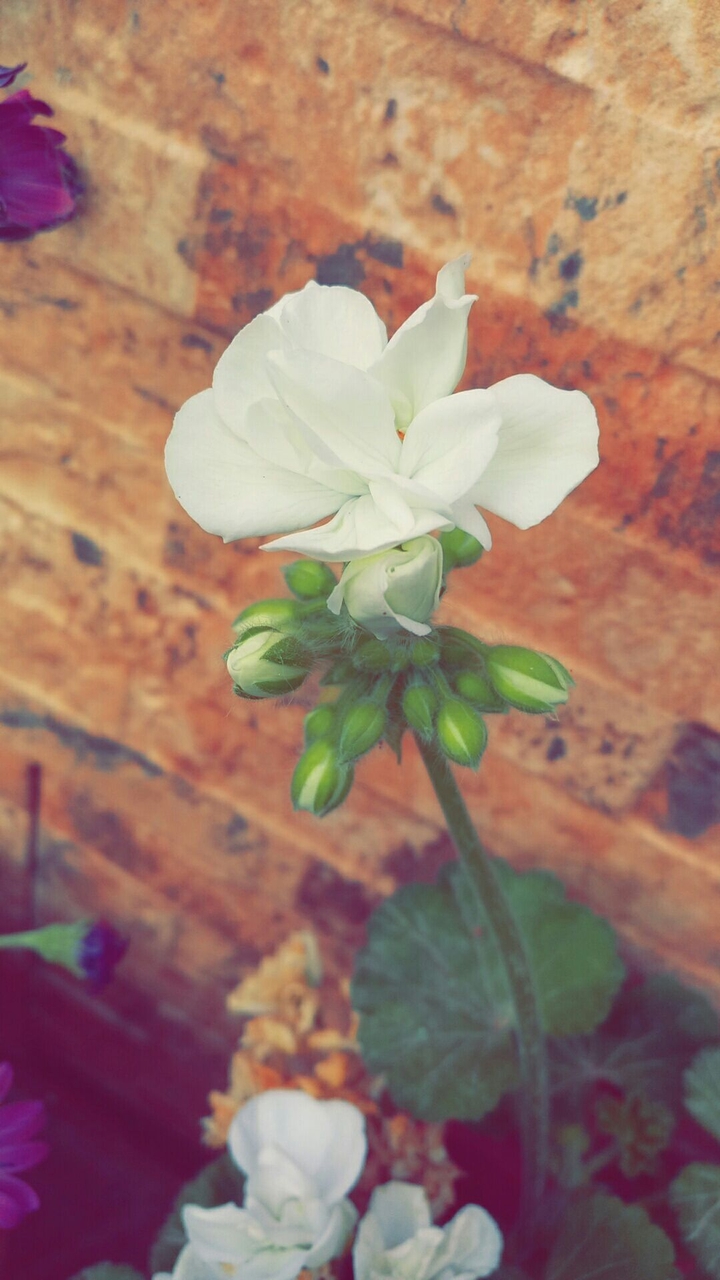 white flower