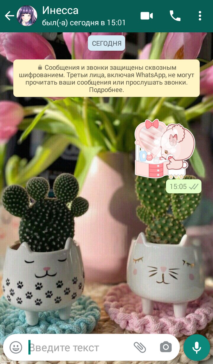 кактус??