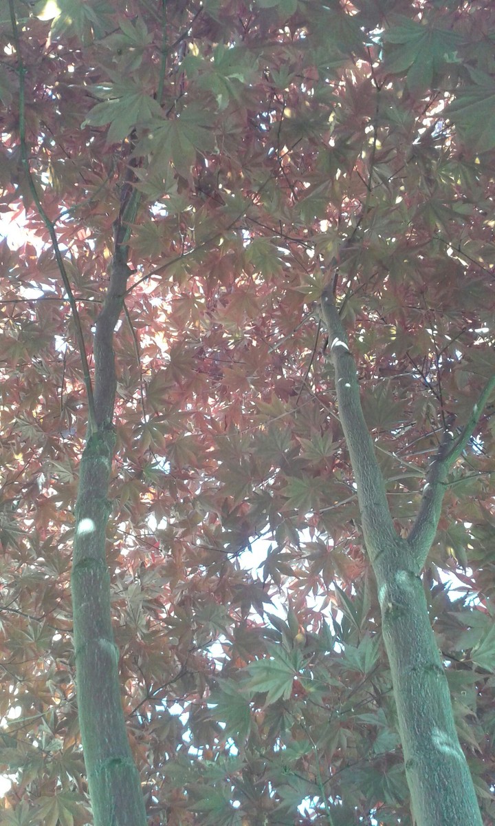 Acer love