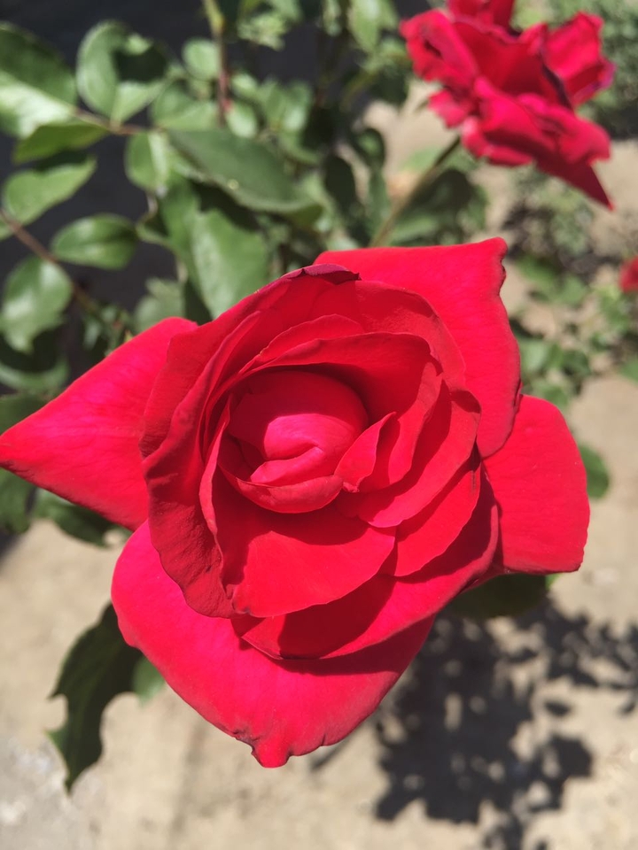flower