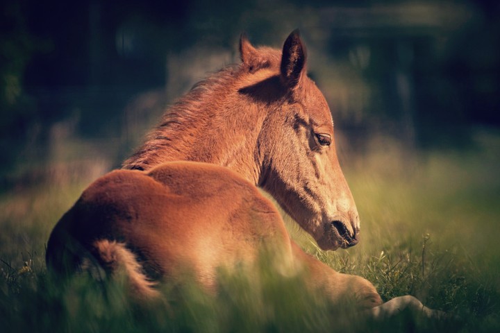 Foal