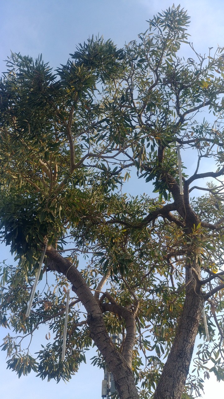 Tropical Tree