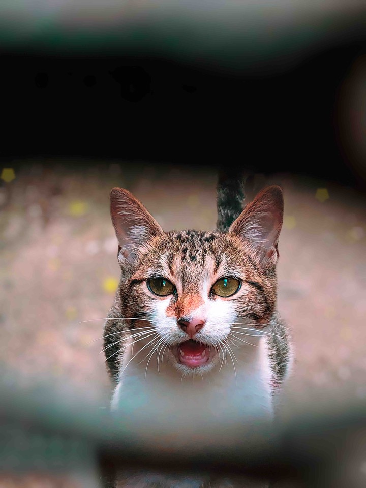 meow