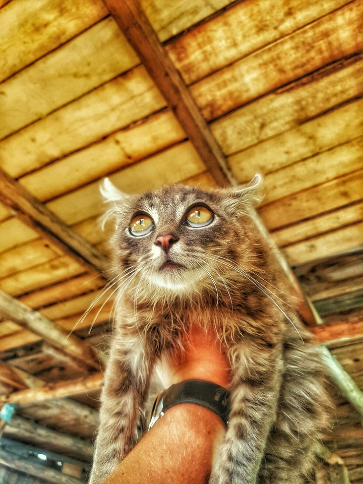 cat