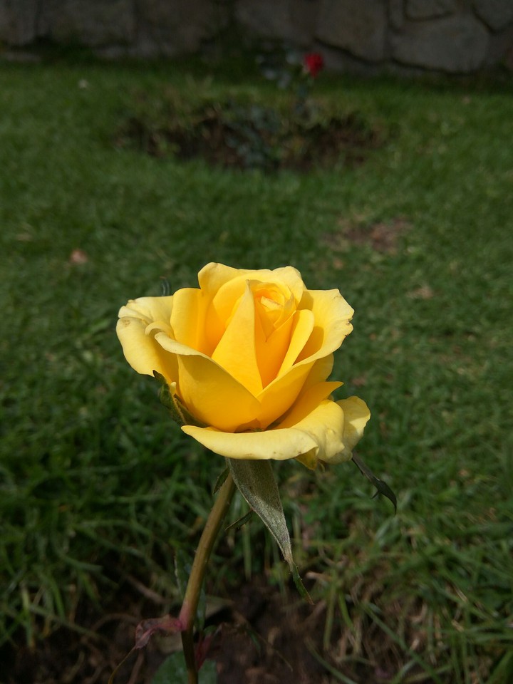 yellow rose