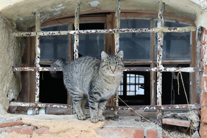 cat