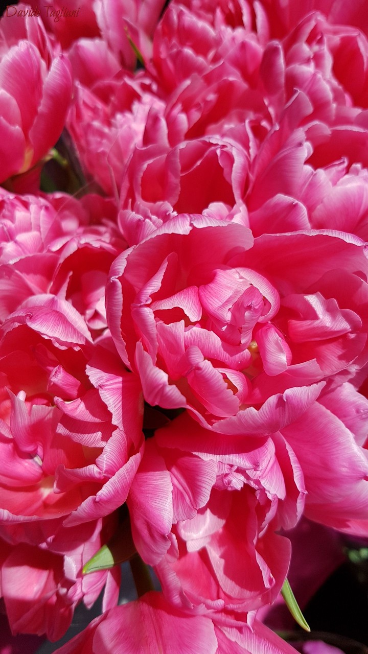Tulipani
