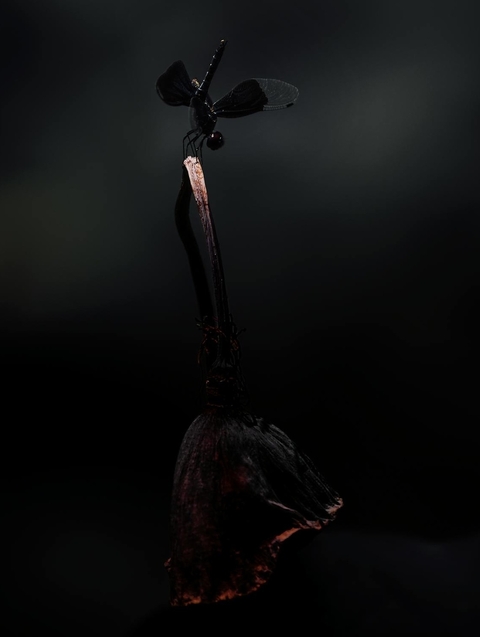 fonds d'écran wing, feather