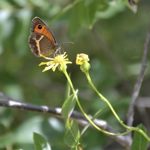 insect, Yellow वॉलपेपर