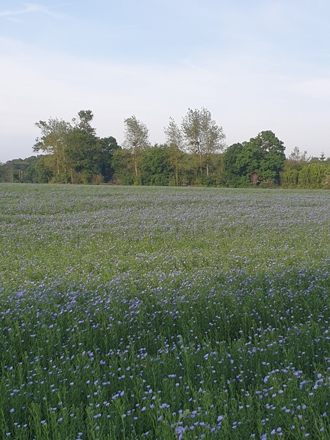 linen field