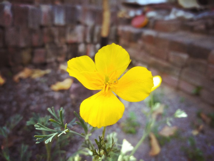 poppy flower