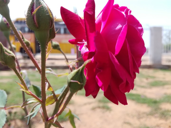 flower