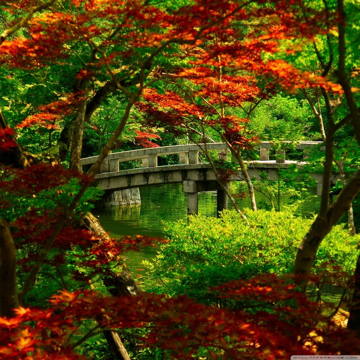 Trees