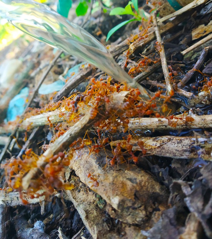 Ants.