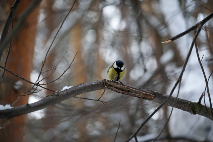 a bird in pine forest