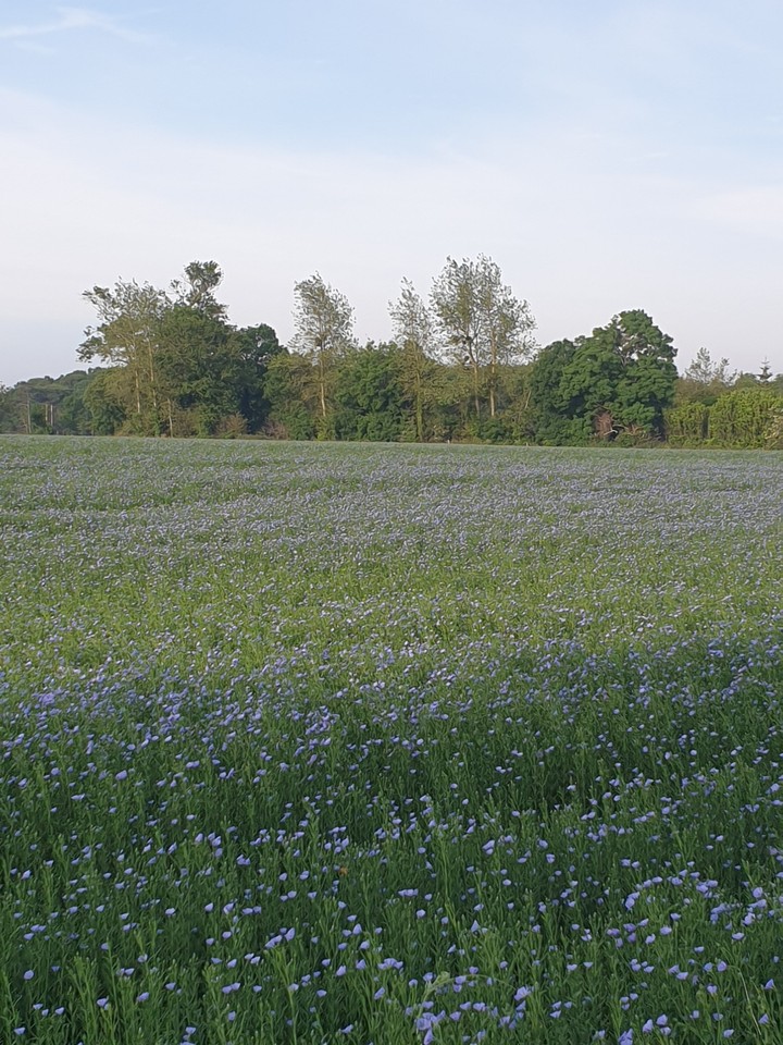 linen field