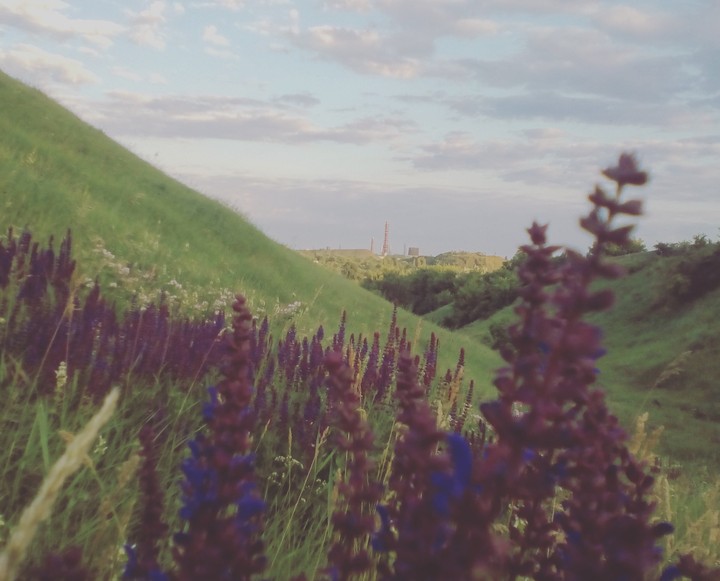 Salvia