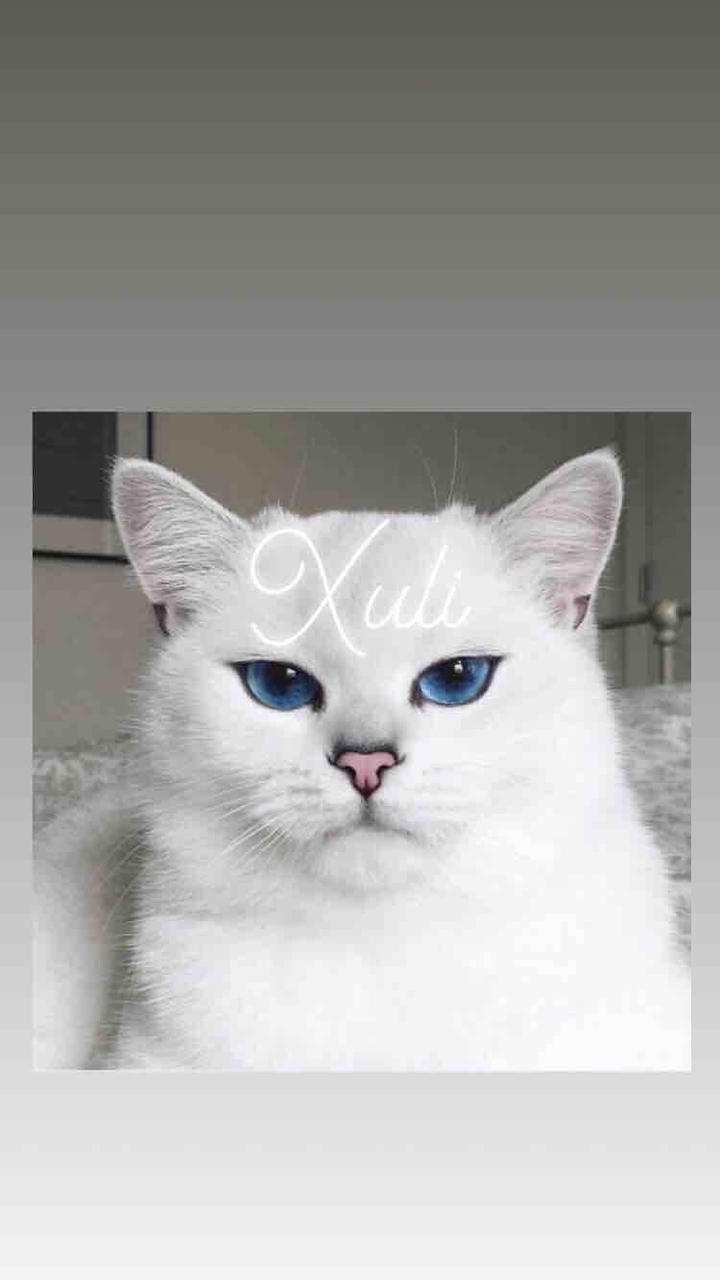 “nice” cat