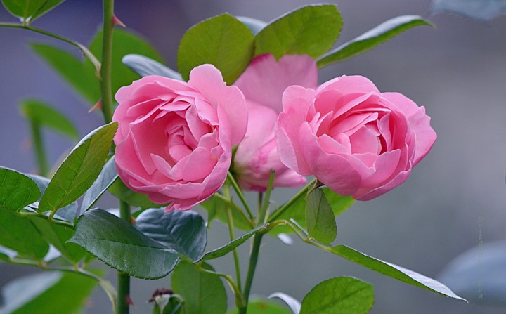 For... Me