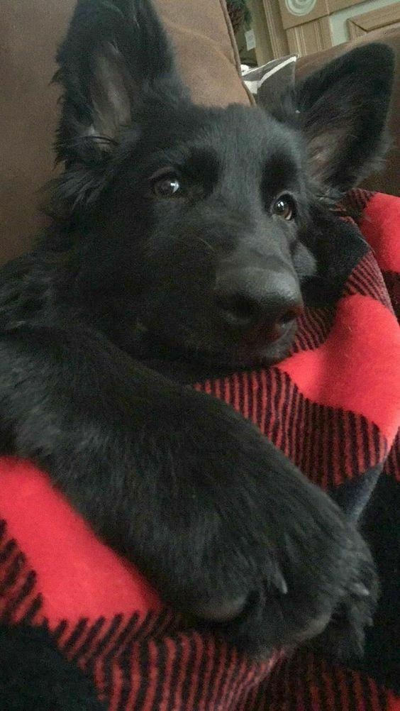 Belgian Shepherd
