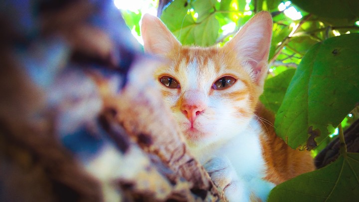 cat on tree