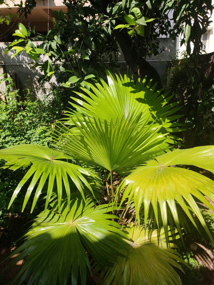 croton tree