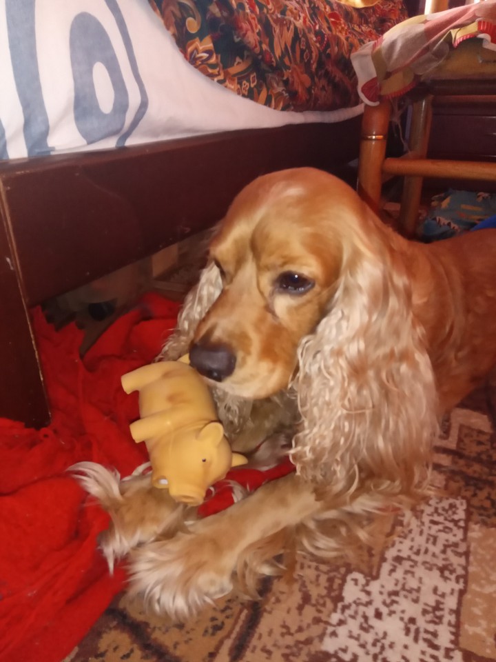 Leo y Pinky