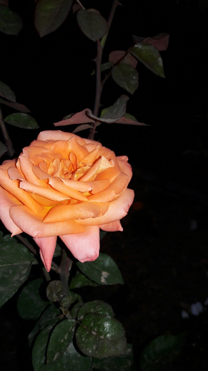 yellow rose#bright in the  night