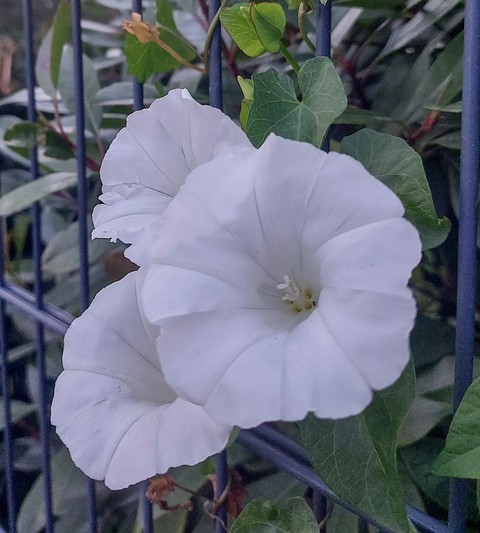 morningglories, ipomoea वॉलपेपर