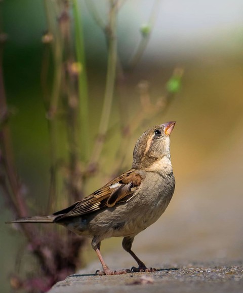Sparrow