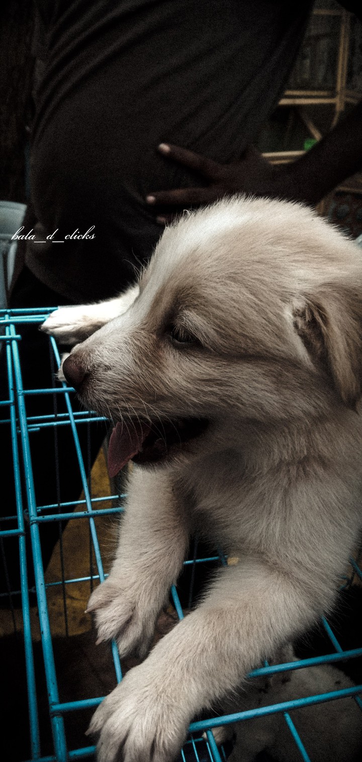 warm puppy