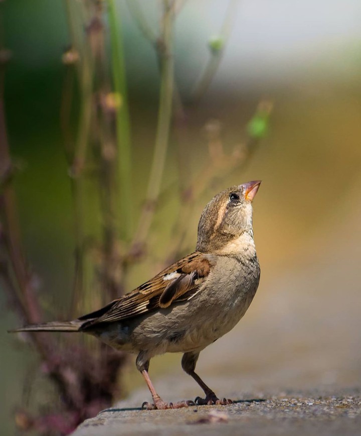 Sparrow