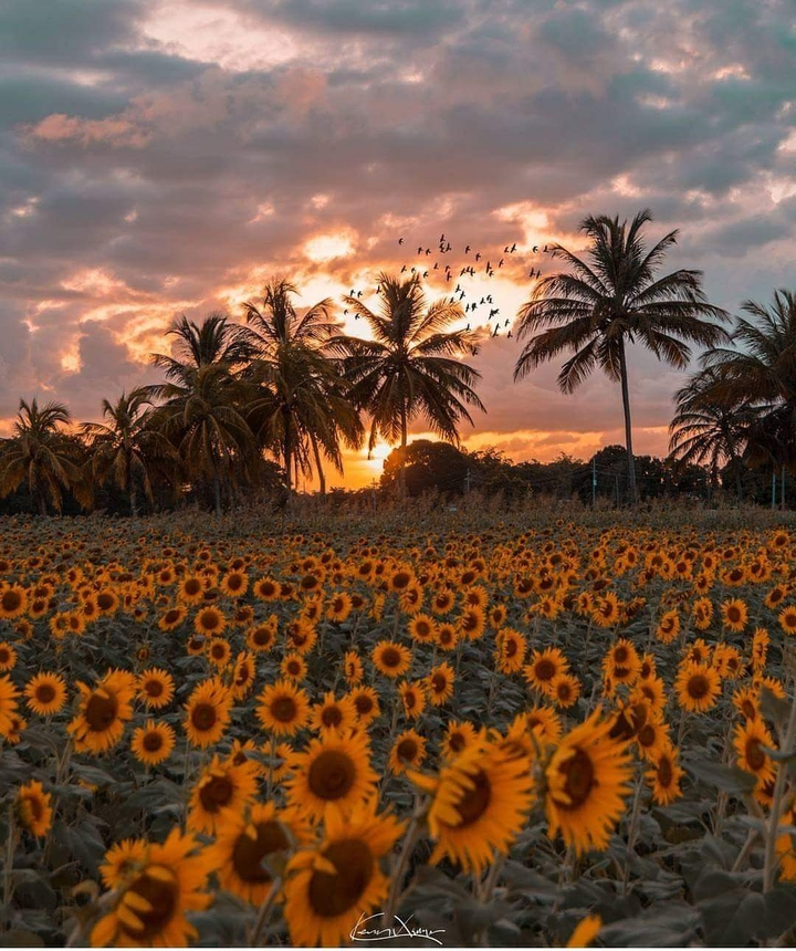 Sunflowers