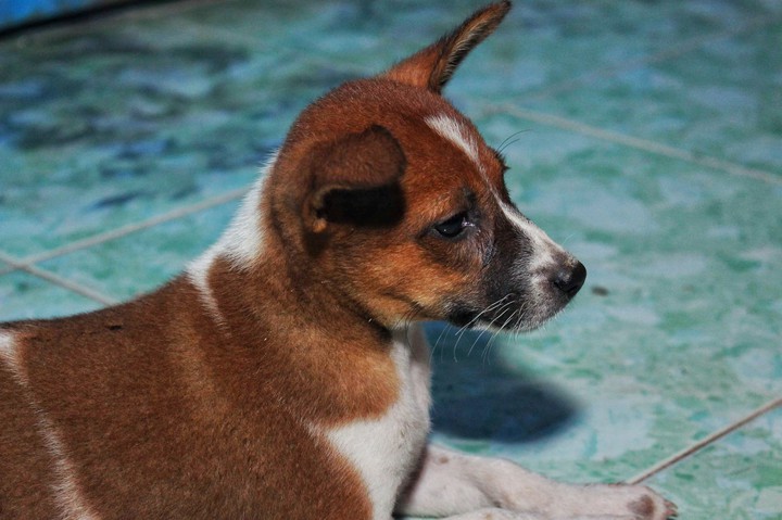Dog