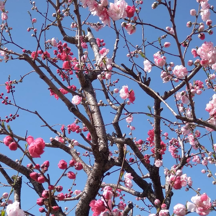 spring has come!