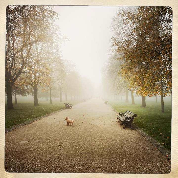 Parc de Londres dans la brume