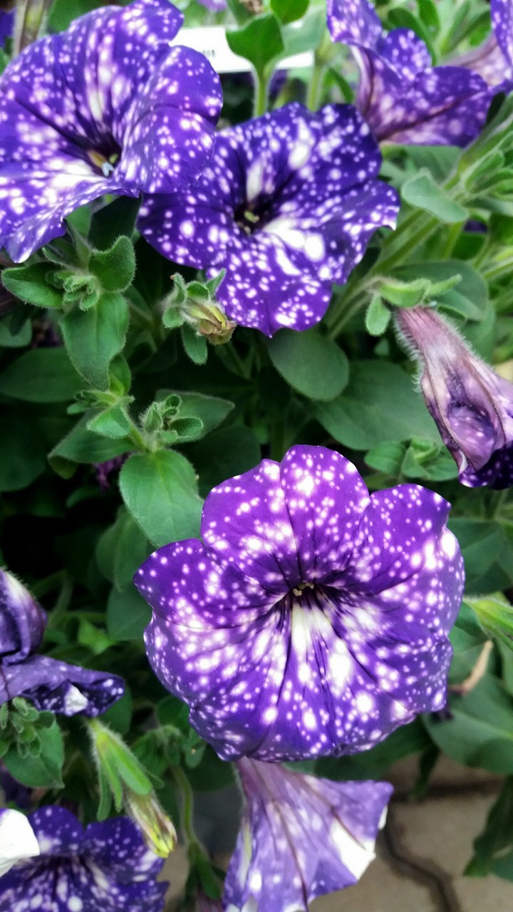 Petunia Night Sky