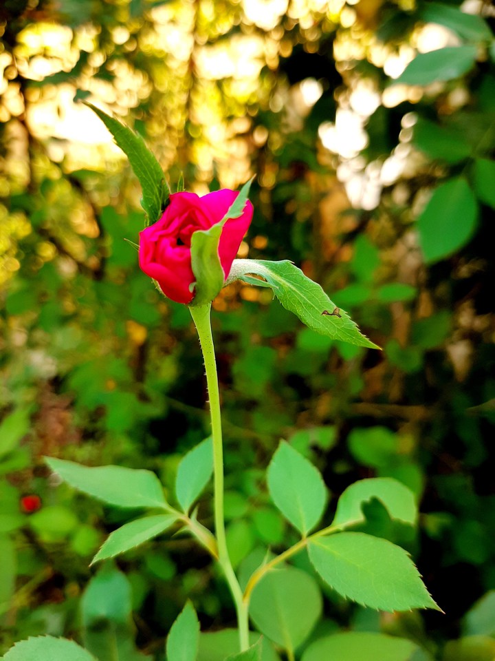 Rose