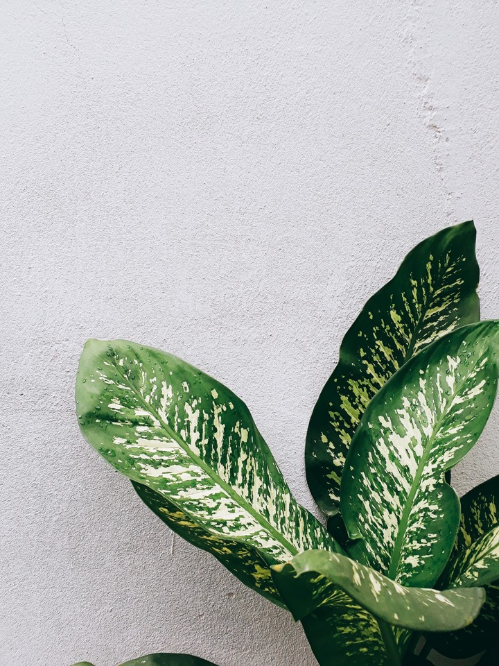 leaf