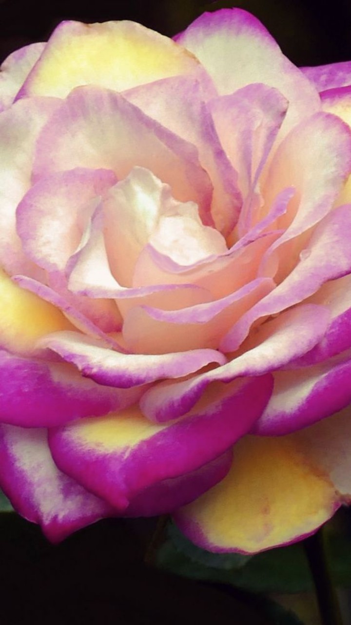 rose