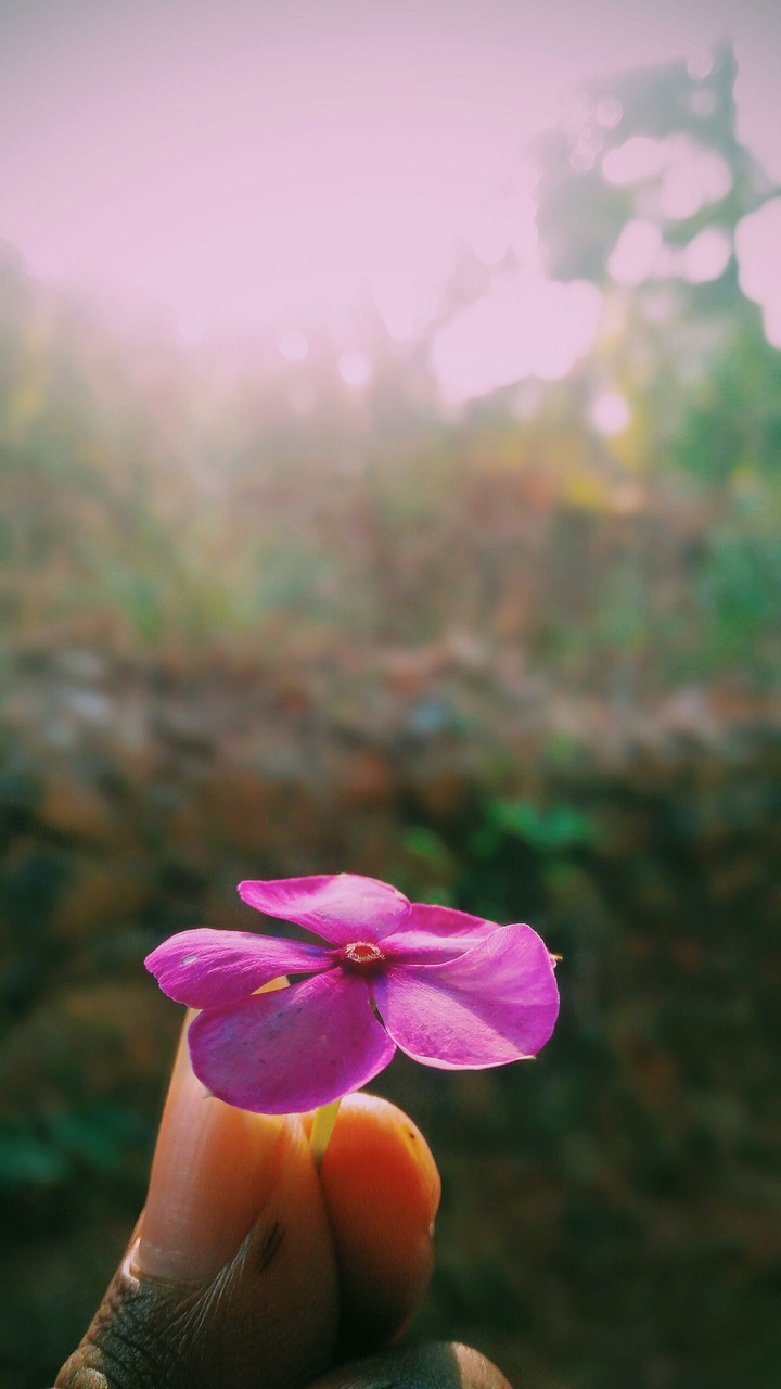 flower