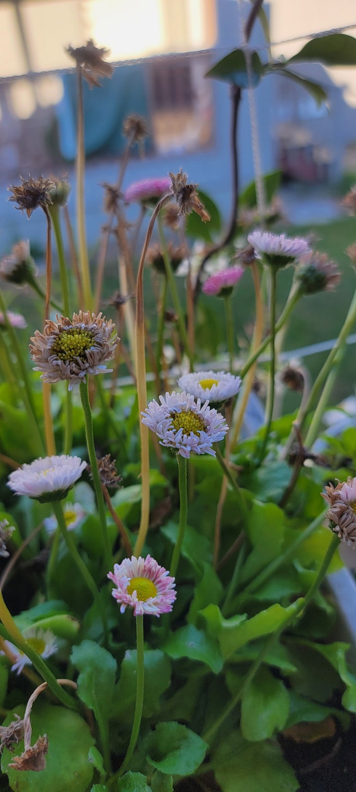 Beautiful, Tiny Flowers