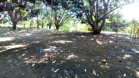 sólos
